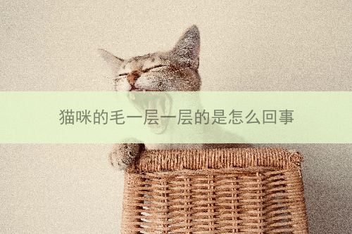 猫咪的毛一层一层的是怎么回事