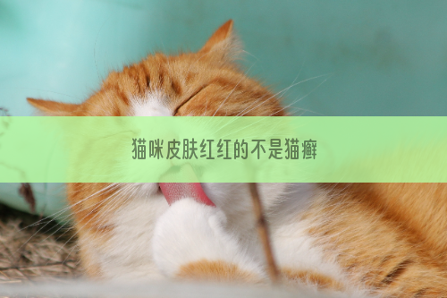 猫咪皮肤红红的不是猫癣