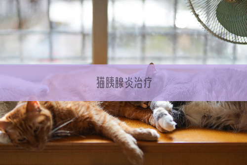 猫胰腺炎治疗