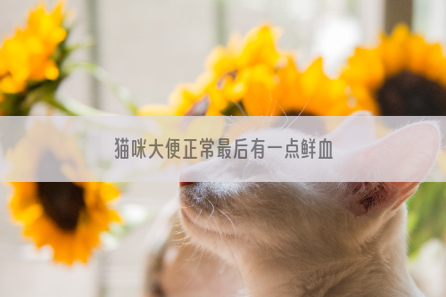 猫咪大便正常最后有一点鲜血