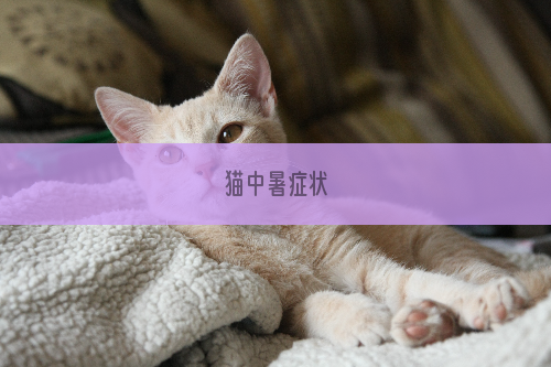 猫中暑症状