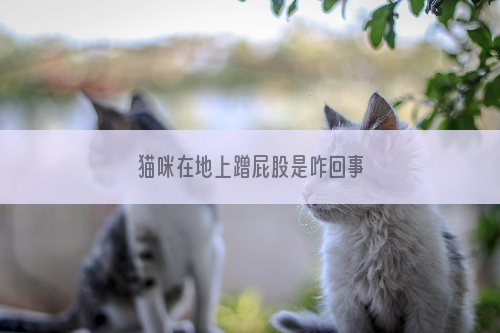 猫咪在地上蹭屁股是咋回事