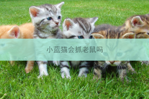 小蓝猫会抓老鼠吗