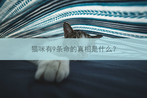 猫咪有9条命的真相是什么？