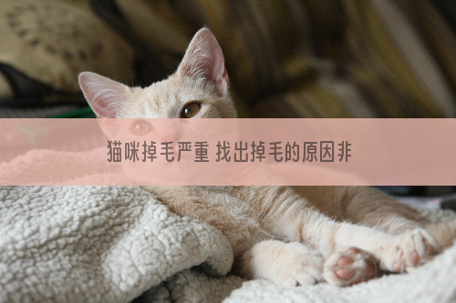 猫咪掉毛严重 找出掉毛的原因非常关键