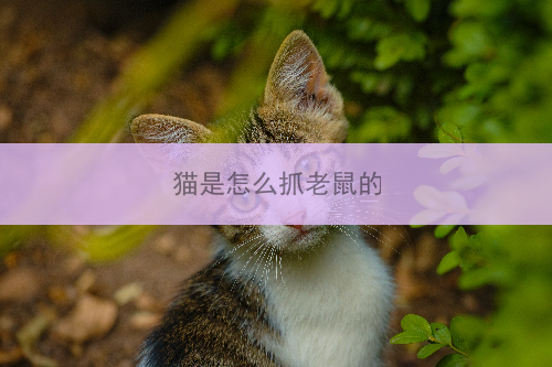 猫是怎么抓老鼠的