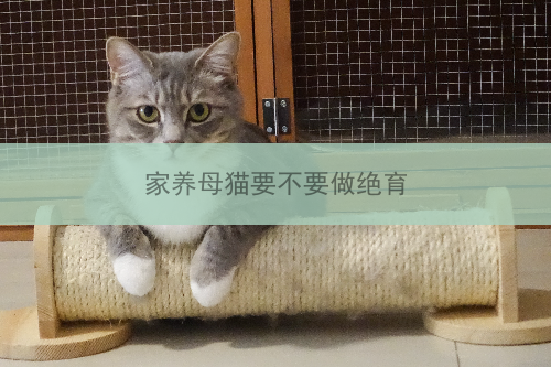 家养母猫要不要做绝育