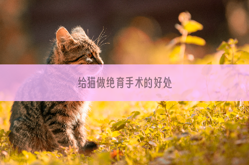 给猫做绝育手术的好处