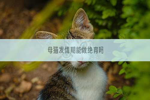 母猫发情期能做绝育吗