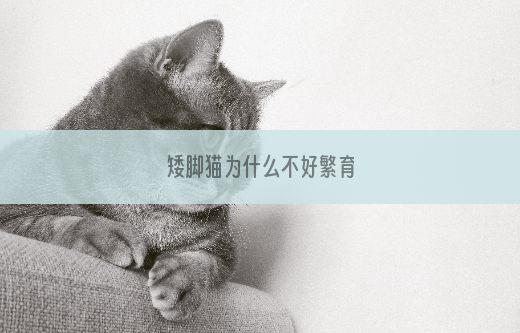 矮脚猫为什么不好繁育