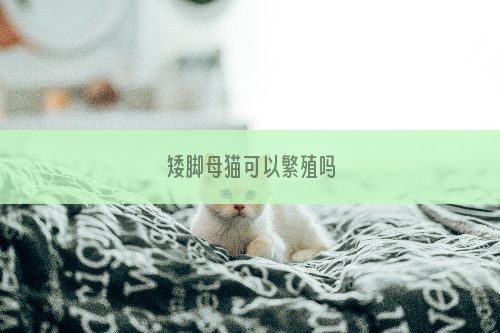 矮脚母猫可以繁殖吗