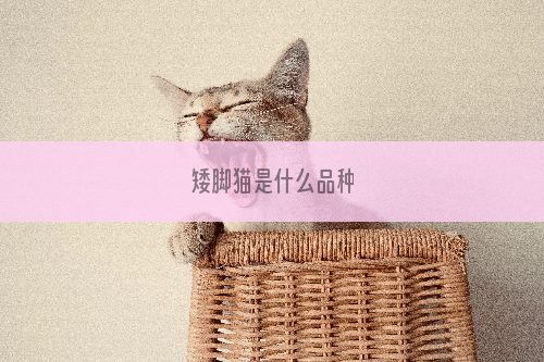 矮脚猫是什么品种