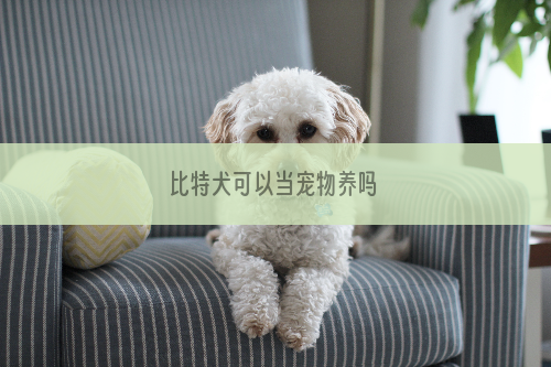 比特犬可以当宠物养吗