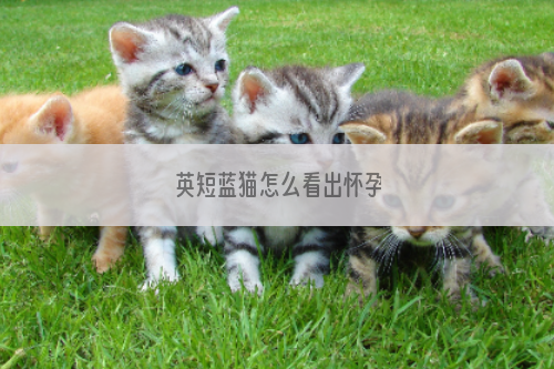 英短蓝猫怎么看出怀孕