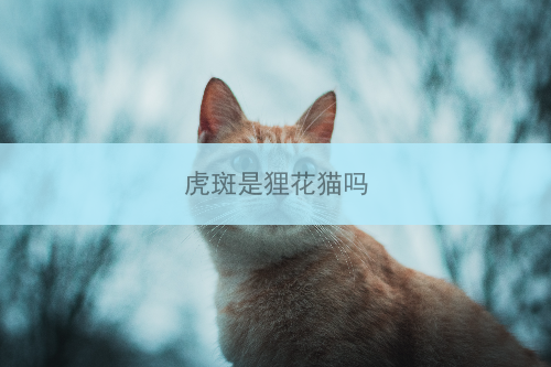 虎斑是狸花猫吗