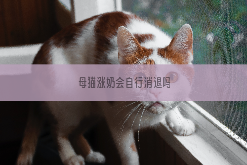 母猫涨奶会自行消退吗