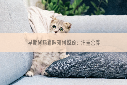 早期肾病猫咪如何照顾：注重营养搭配，延缓肾病