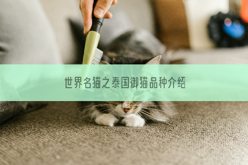 世界名猫之泰国御猫品种介绍