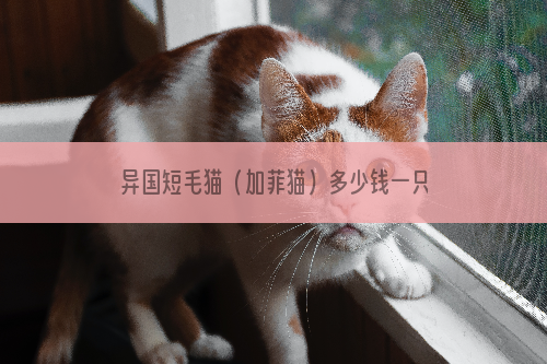 异国短毛猫（加菲猫）多少钱一只？