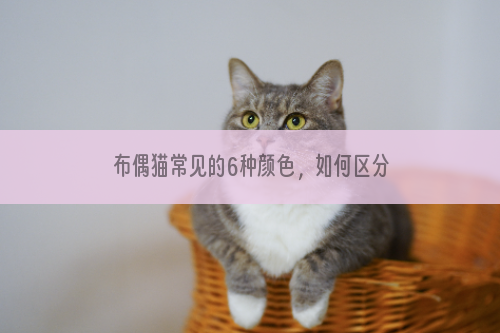 布偶猫常见的6种颜色，如何区分呢？