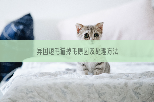 异国短毛猫掉毛原因及处理方法
