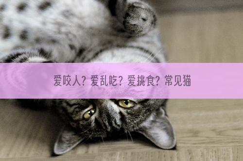 爱咬人？爱乱吃？爱挑食？常见猫咪行为问题一次性解决！