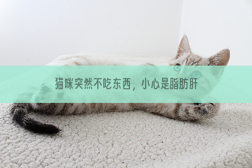 猫咪突然不吃东西，小心是脂肪肝