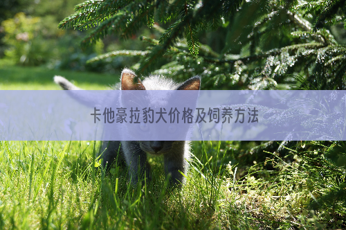 卡他豪拉豹犬价格及饲养方法