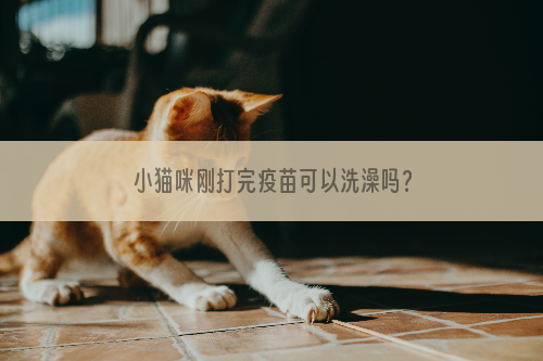 小猫咪刚打完疫苗可以洗澡吗？