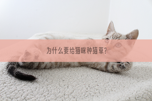 为什么要给猫咪种猫草？