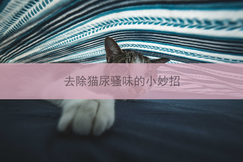 去除猫尿骚味的小妙招