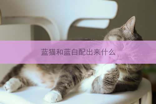 蓝猫和蓝白配出来什么