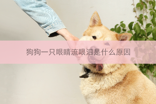 狗狗一只眼睛流眼泪是什么原因