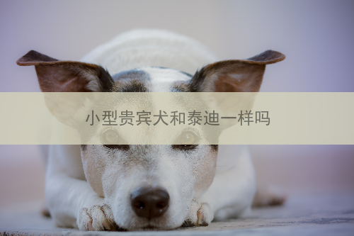 小型贵宾犬和泰迪一样吗