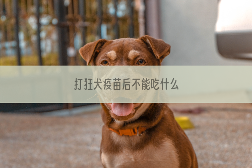 打狂犬疫苗后不能吃什么