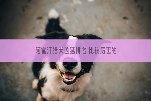 阿富汗猎犬凶猛排名 比较厉害的狗狗