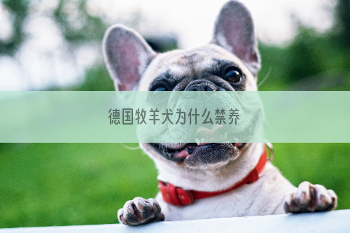 德国牧羊犬为什么禁养