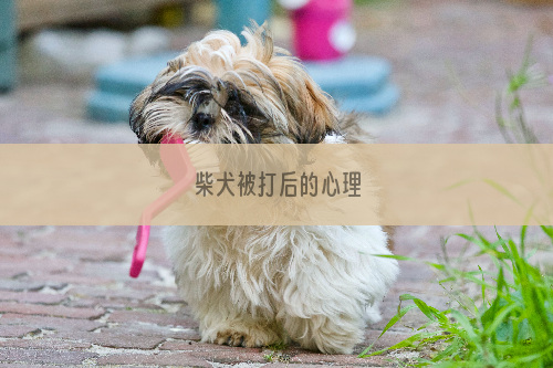 柴犬被打后的心理