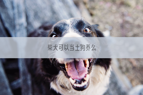 柴犬可以当土狗养么