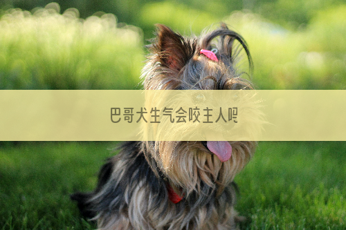 巴哥犬生气会咬主人吗