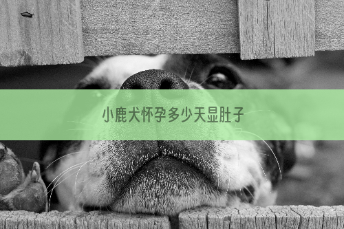 小鹿犬怀孕多少天显肚子