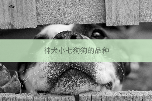 神犬小七狗狗的品种