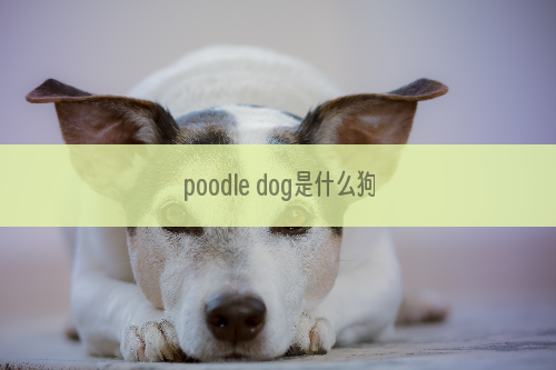 poodle dog是什么狗