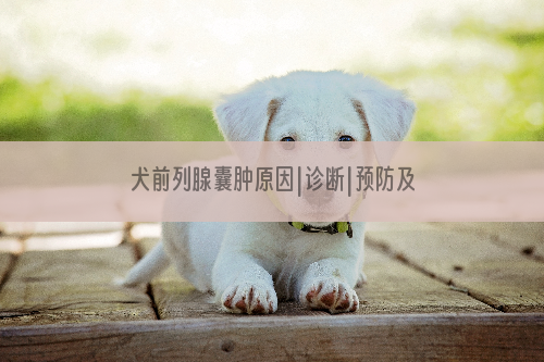 犬前列腺囊肿原因|诊断|预防及治疗方法