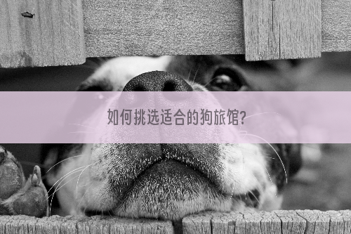 如何挑选适合的狗旅馆?