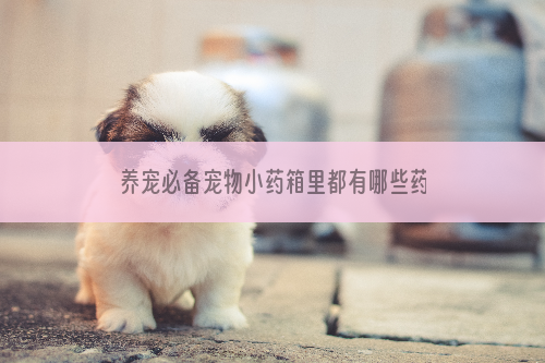 养宠必备宠物小药箱里都有哪些药