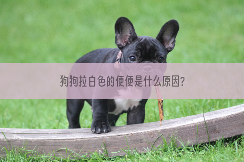 狗狗拉白色的便便是什么原因?