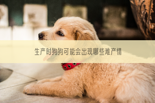 生产时狗狗可能会出现哪些难产情况?