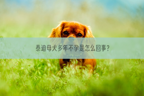 泰迪母犬多年不孕是怎么回事？