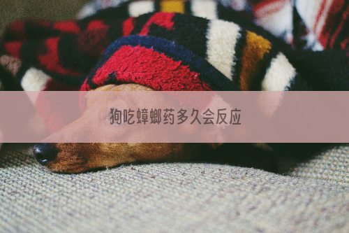 狗吃蟑螂药多久会反应
